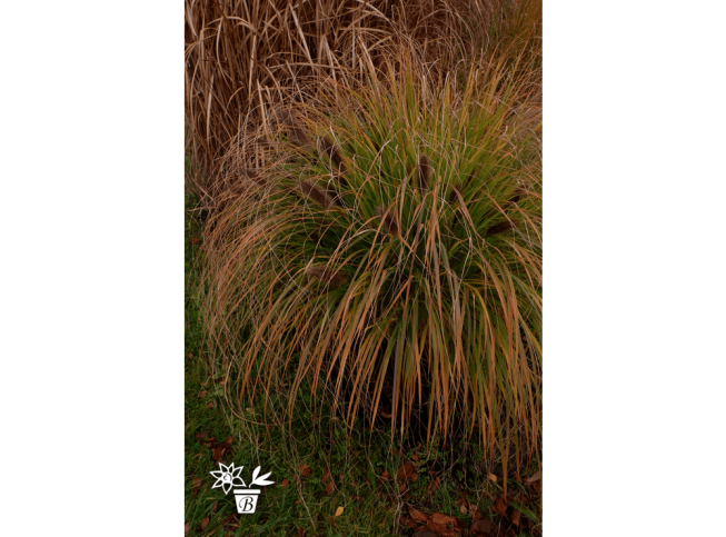 Pennisetum alopecuroides   'Black Beauty'